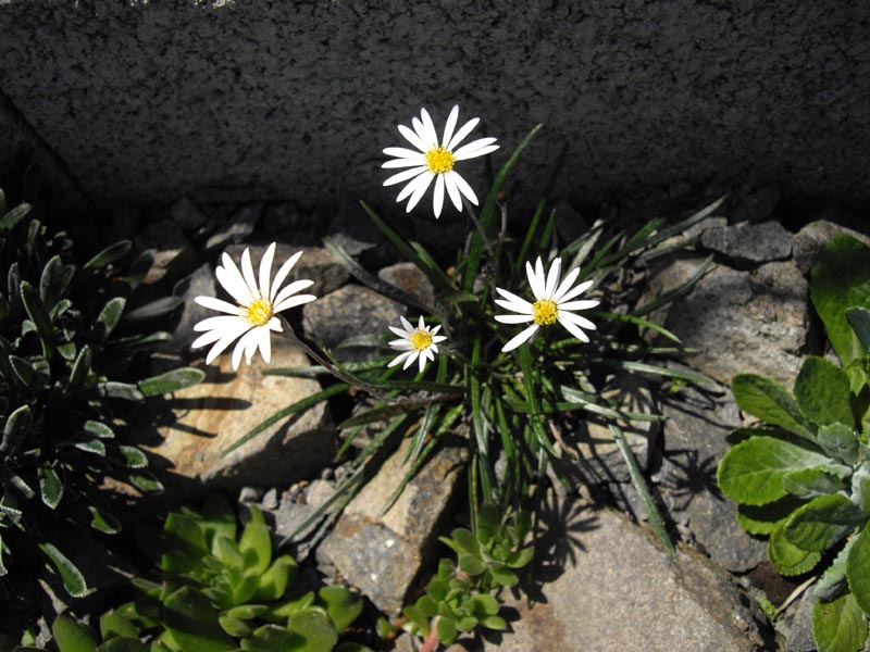 Celmisia gracilenta